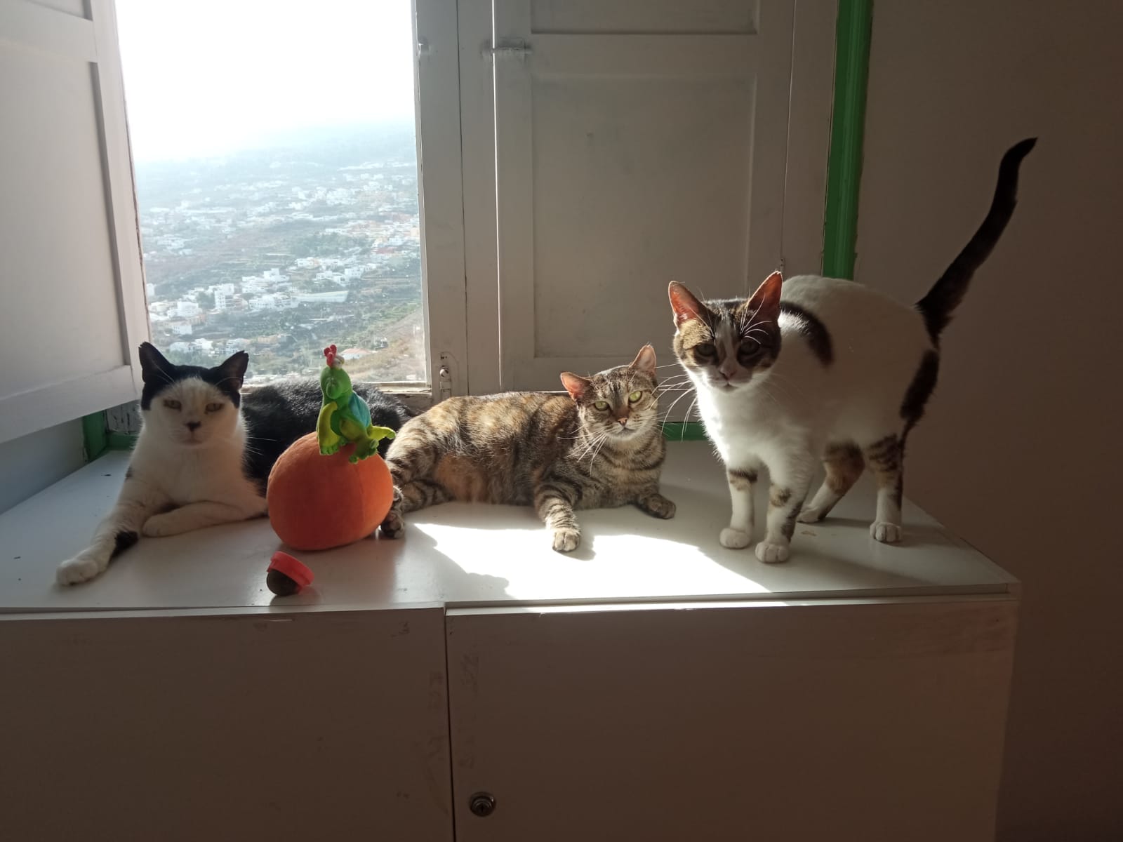 GORDO, CLEO Y NANA, animal vinculado a la organización