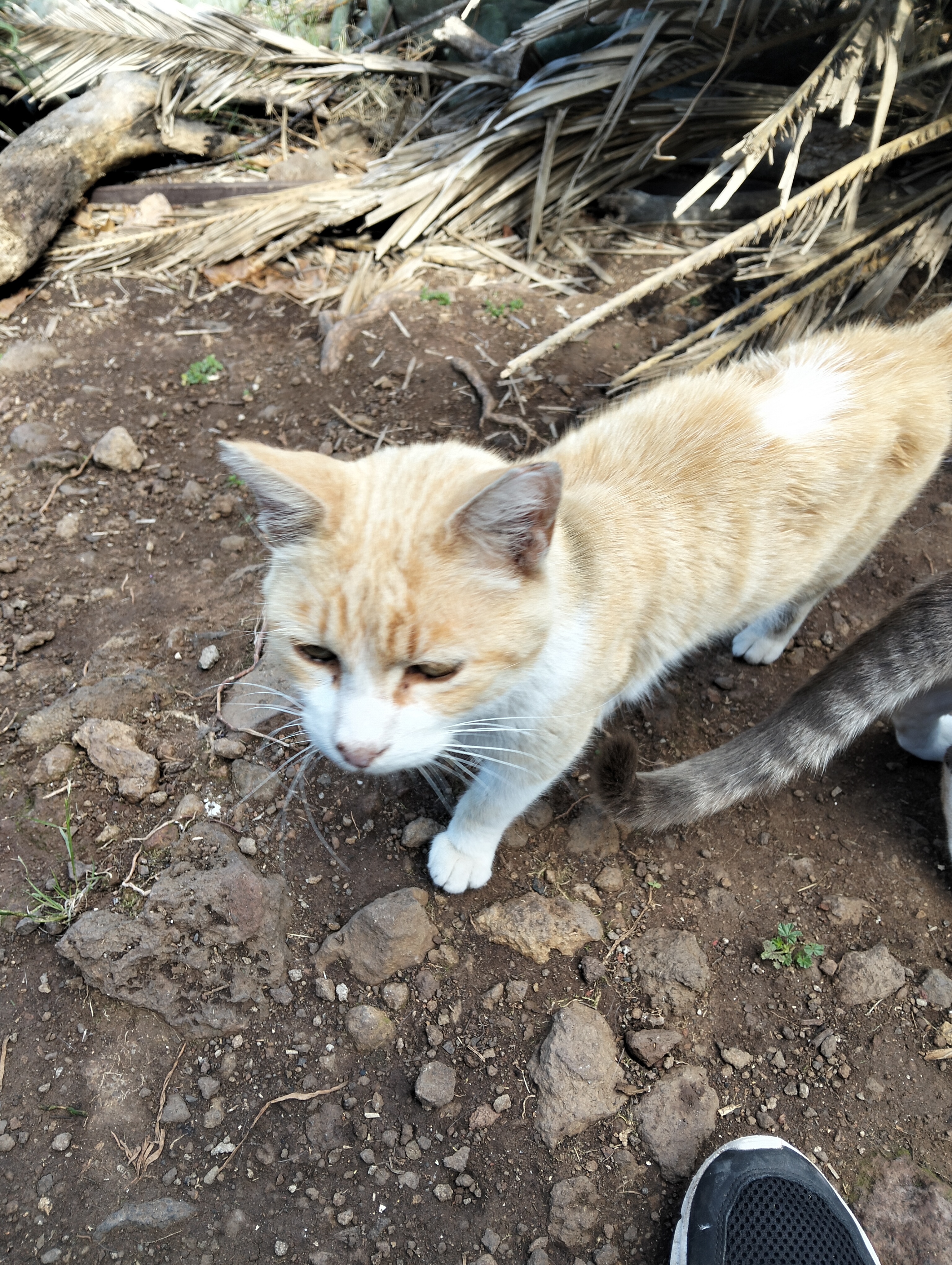 Colonia Sudka, animal vinculado a la organización